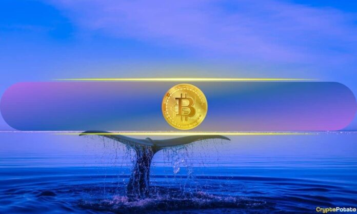Bitcoin’s Biggest Holders Ramp Up Buying While Retail Traders Remain Flat Bitcoin’s Biggest Holders Ramp Up Buying While Retail Traders Remain Flat